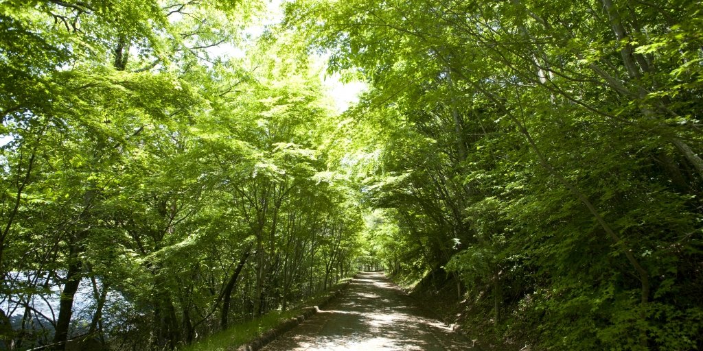 Route thérapeutique où le vert frais est éblouissant