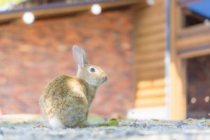 うさぎ②-300x200.jpg