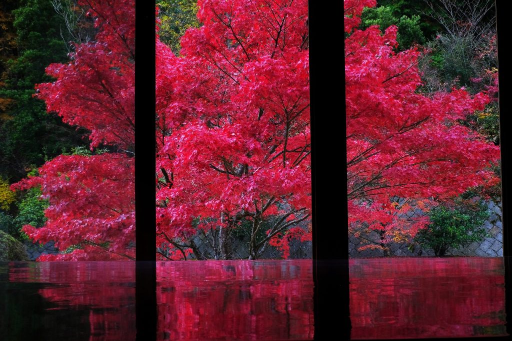 光信寺紅葉①
