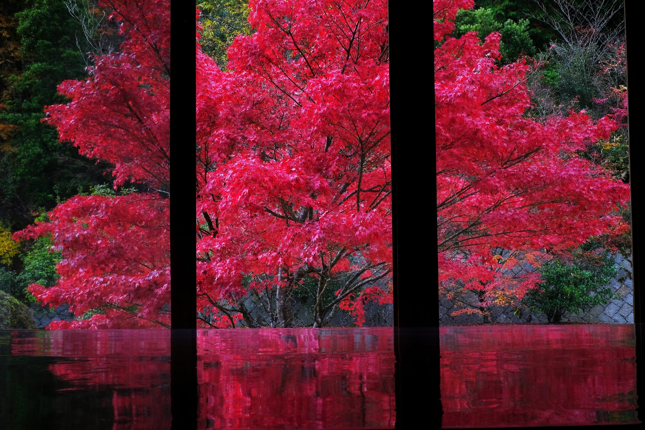 光信寺紅葉①