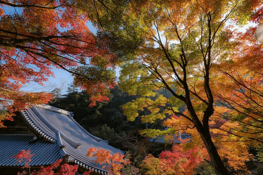 大聖院の屋根-紅葉【錦】