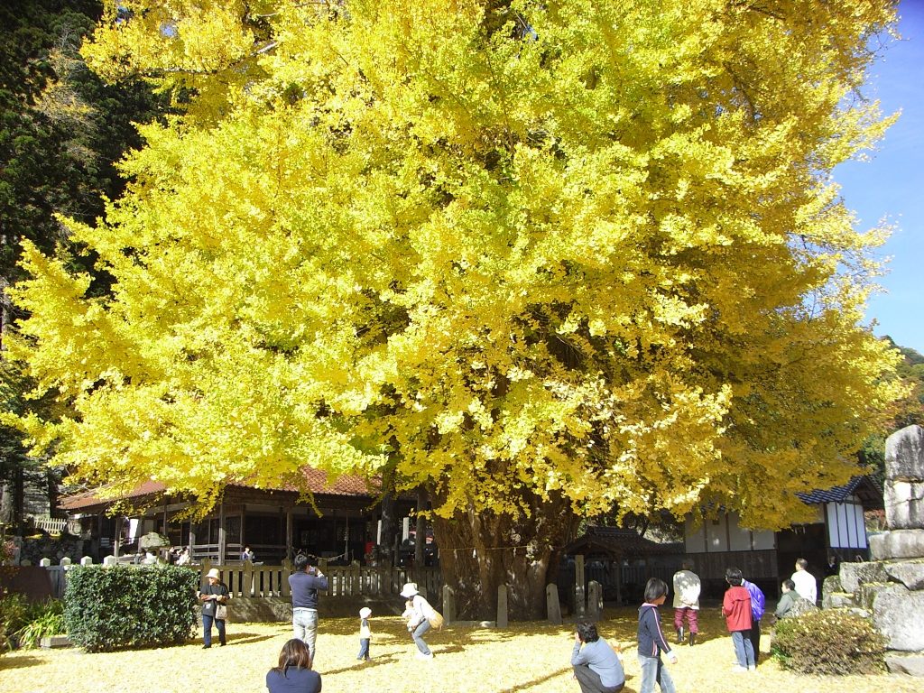 筒賀の大銀杏②