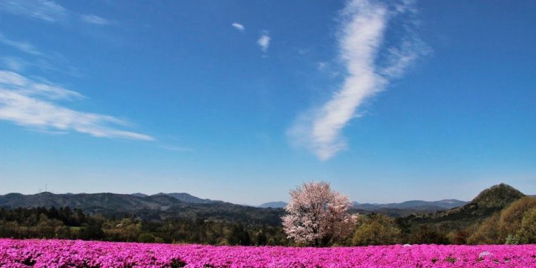 広島の一面の花畑へ出かけよう 公式 広島の観光 旅行情報サイト Dive Hiroshima