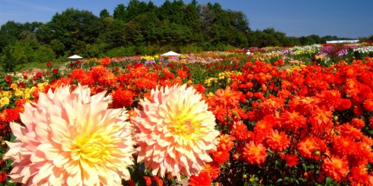 秋の花畑 公式 広島の観光 旅行情報サイト Dive Hiroshima 秋の花畑 公式 広島の観光 旅行情報サイト Dive Hiroshima