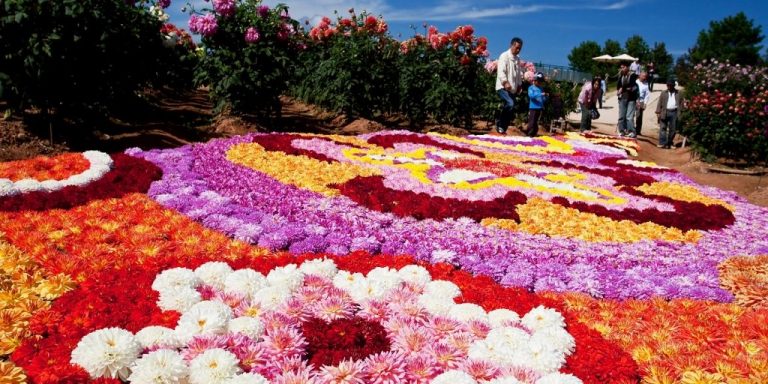 秋の花畑 公式 広島の観光 旅行情報サイト Dive Hiroshima