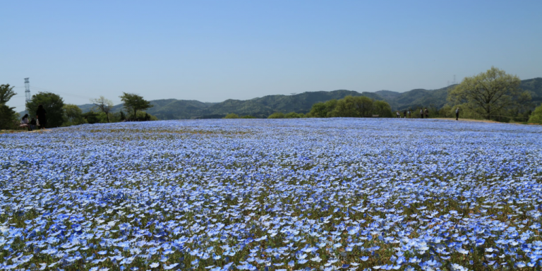 一面の花畑へ出かけよう ひろしま公式観光サイト Dive Hiroshima