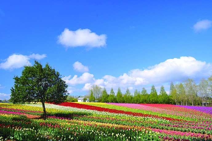 dive_hiroshima_course_yamanami-panorama_ogp