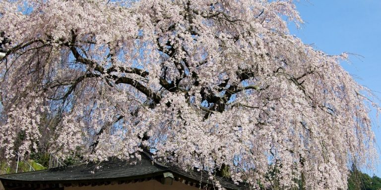 荘厳なたたずまいを見せる一本桜 | 【公式】広島の観光・旅行情報