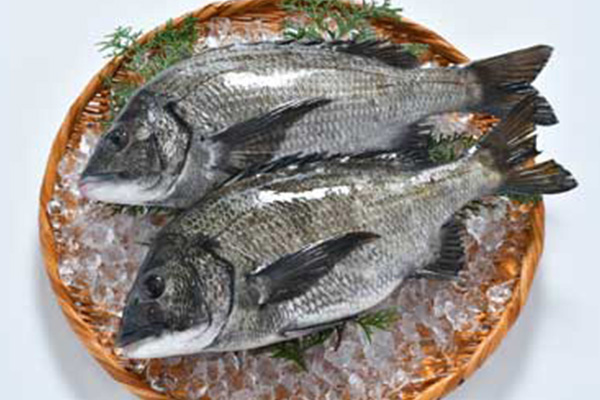 Schwarze Goldbrasse (chinesische Schwarzbrasse) (Fische aus den sieben größten Meeren der Hiroshima-Bucht)