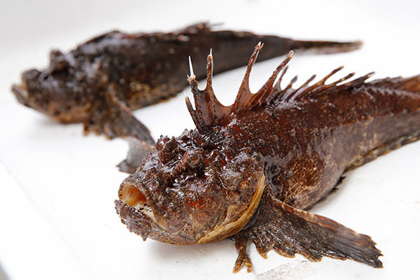 Poisson-tigre (fruits de mer des sept plus grandes mers de la baie d'Hiroshima)