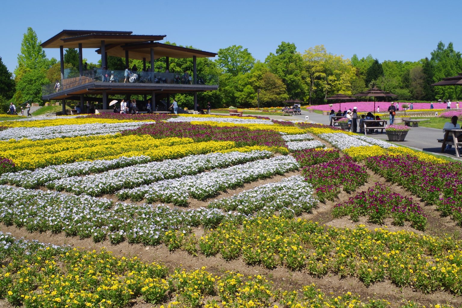 広島の花畑はここへ行こう！春・夏・秋の見頃とおすすめ絶景名所