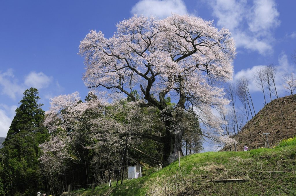 pixta_2327219_M リサイズ