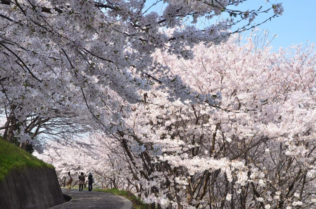 塔の峰千本桜（詳細ページ画像）