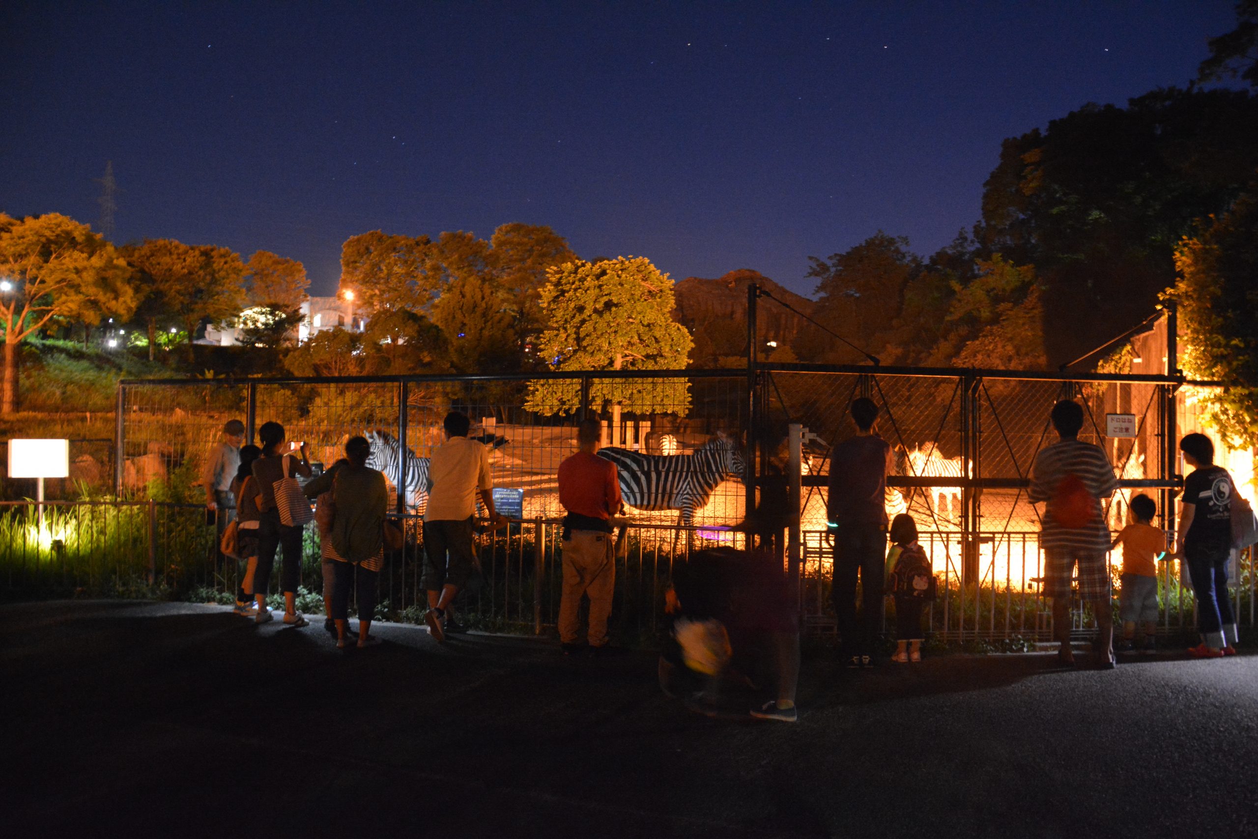 納涼 ナイト サファリ22 広島市安佐動物公園 公式 広島の観光 旅行情報サイト Dive Hiroshima 納涼 ナイト サファリ22 広島市安佐動物公園 公式 広島の観光 旅行情報サイト Dive Hiroshima