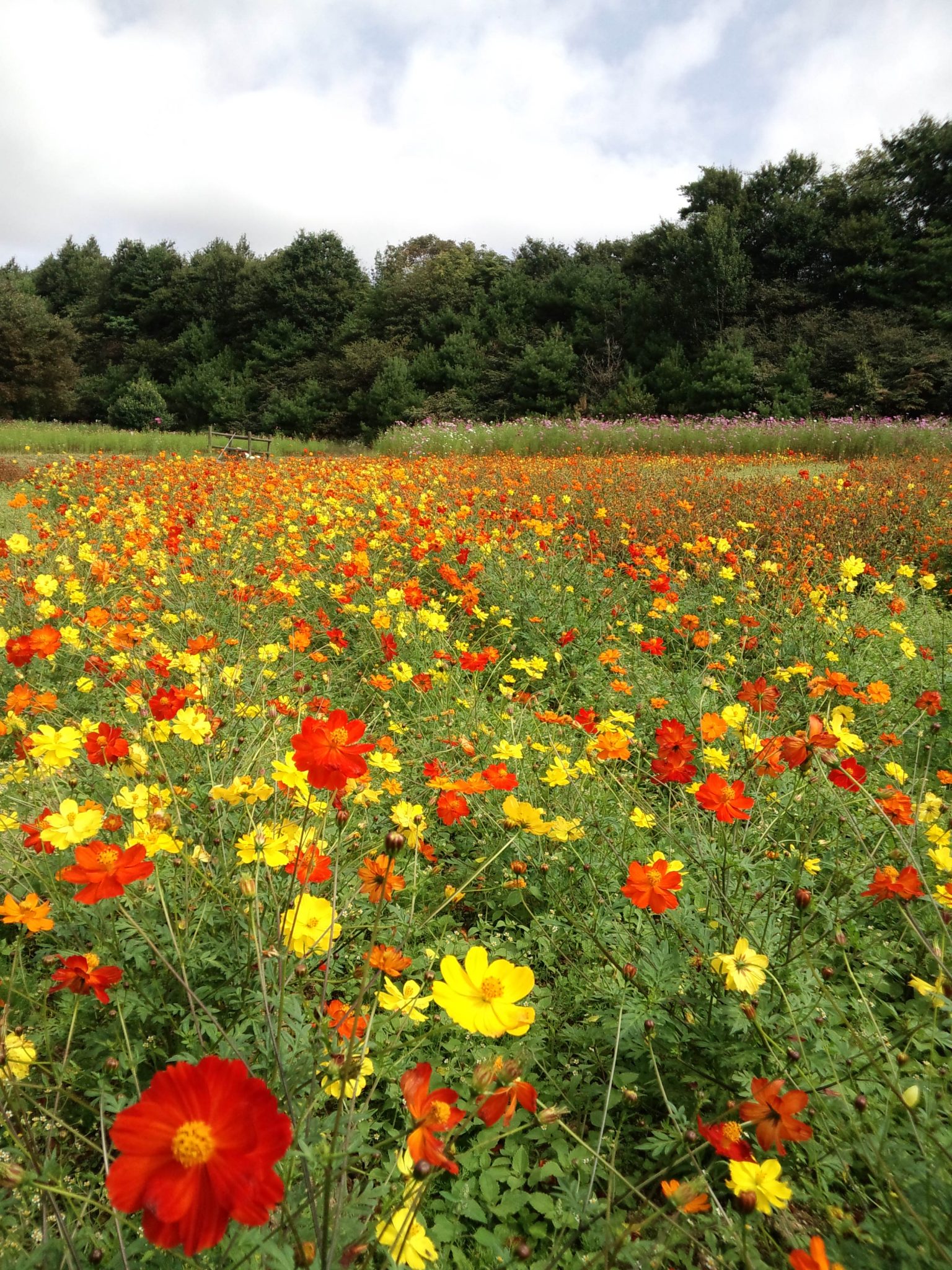 コスモスフェスタ | 【公式】広島の観光・旅行情報サイト Dive! Hiroshima