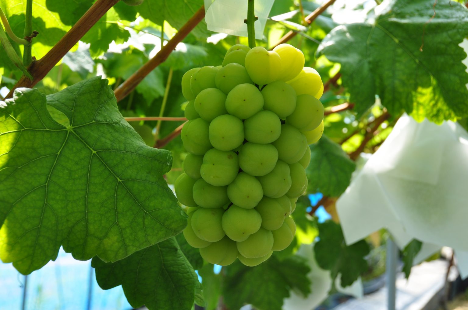 Bruno 東広島市手渡し限定 BLACKFRIDAY2025 本キャンペーンLP – 猿田彦珈琲オンラインショップ