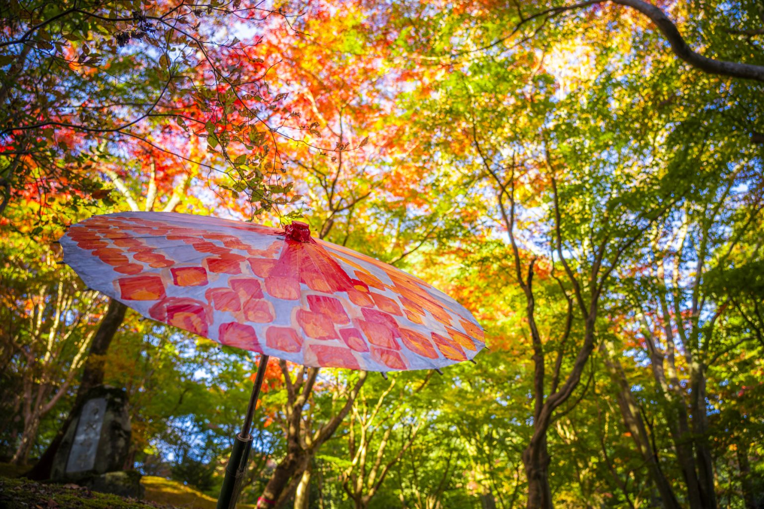 ひろしま紅葉だより（R7.11.19現在） | 【公式】広島の観光・旅行情報