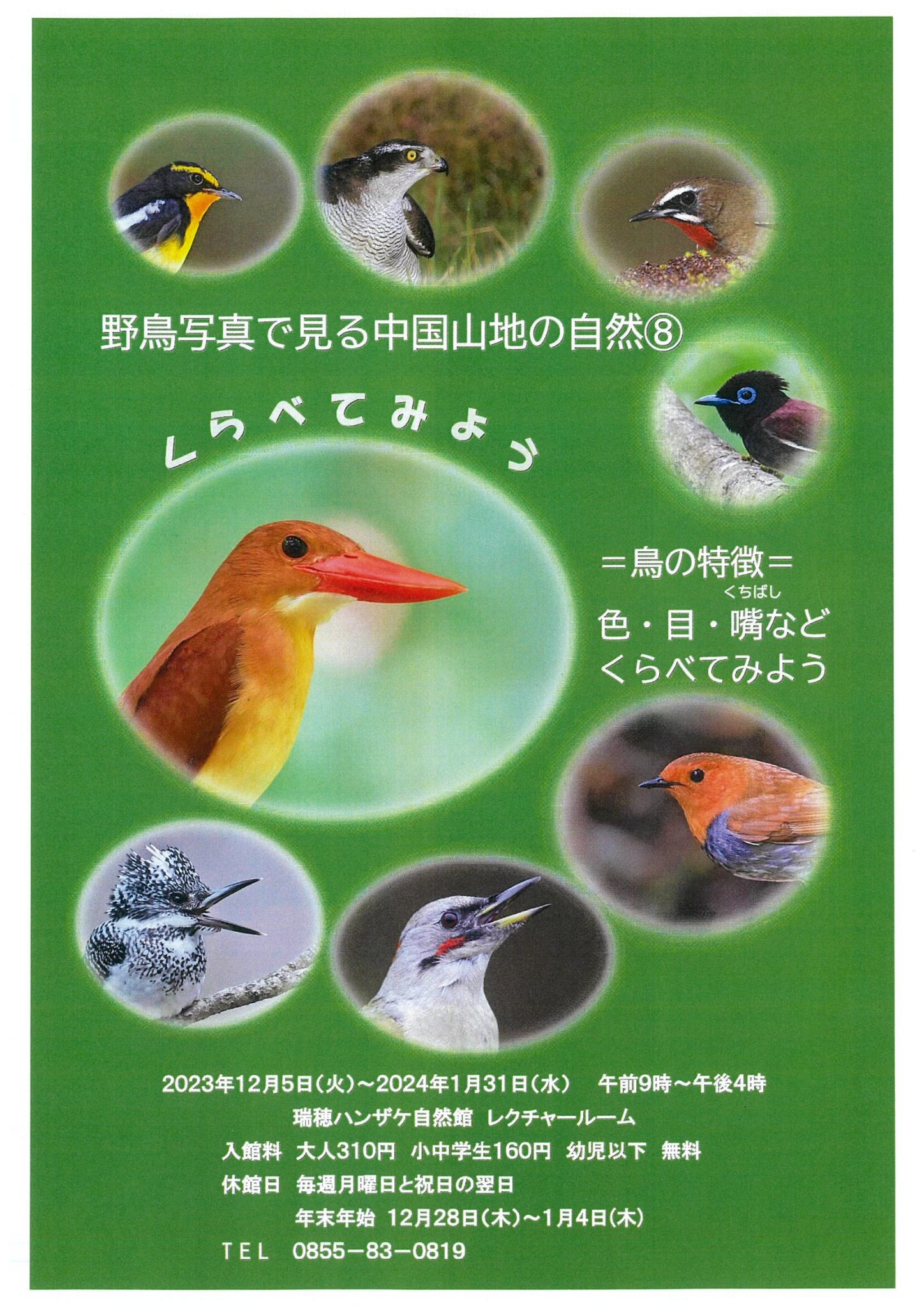 20231205～20240131野鳥写真で