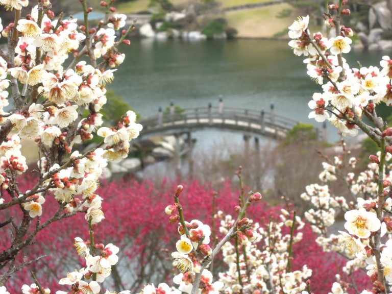 春を告げる 広島県「梅の花」観賞スポット7選 | 【公式】広島の観光