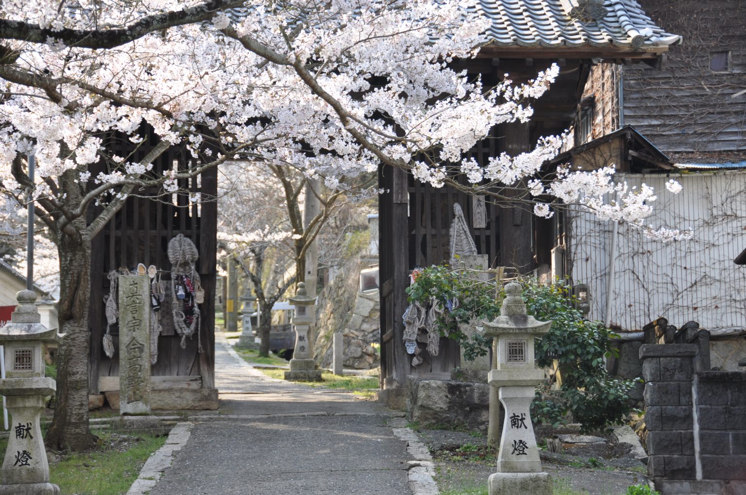 今高野山の桜 | 【公式】広島の観光・旅行情報サイト Dive! Hiroshima