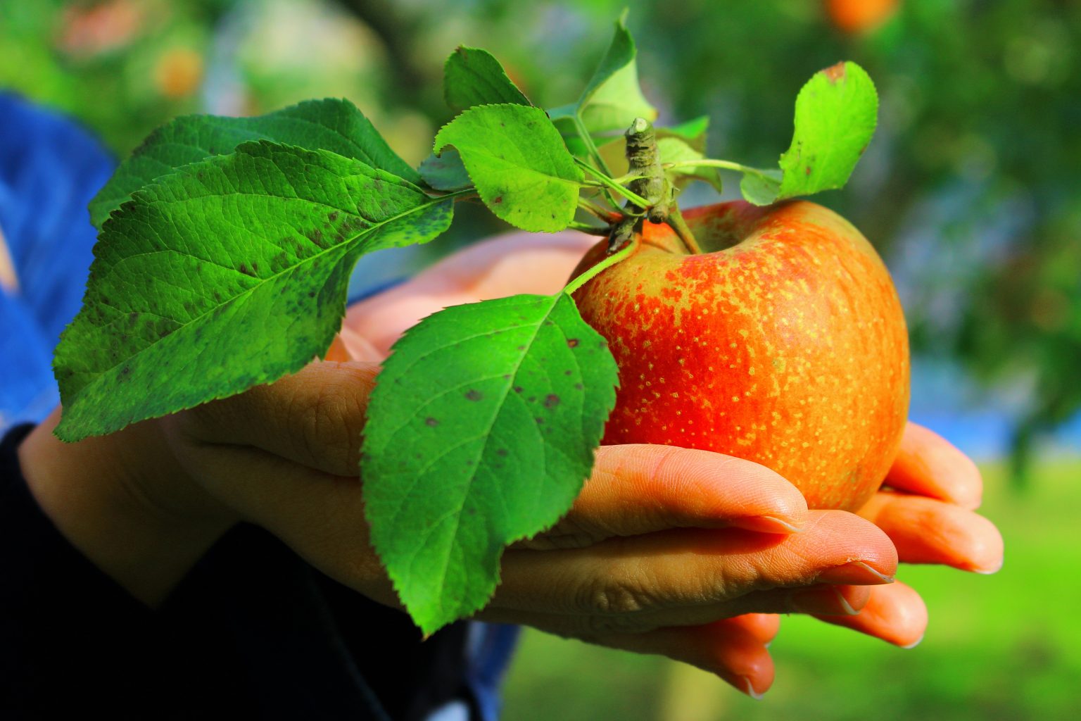 HOBBY SAKURA Rainbow 赤いリンゴ 豪華版 1/6スケール Amazon | HOBBY SAKURA Rainbow 赤いリンゴ 豪華版 1/6スケール