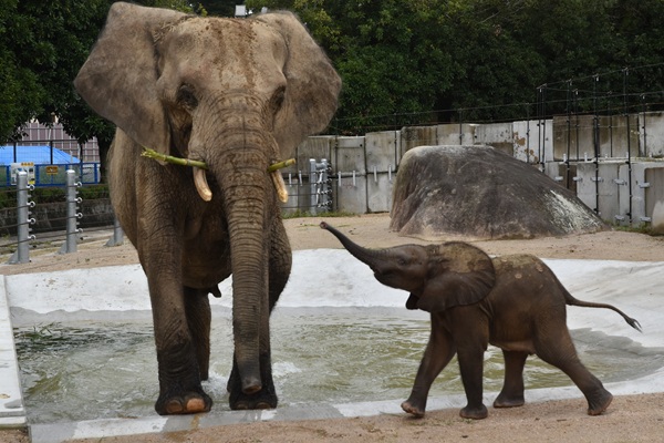 広島市安佐動物公園 施設全体・園内風景
