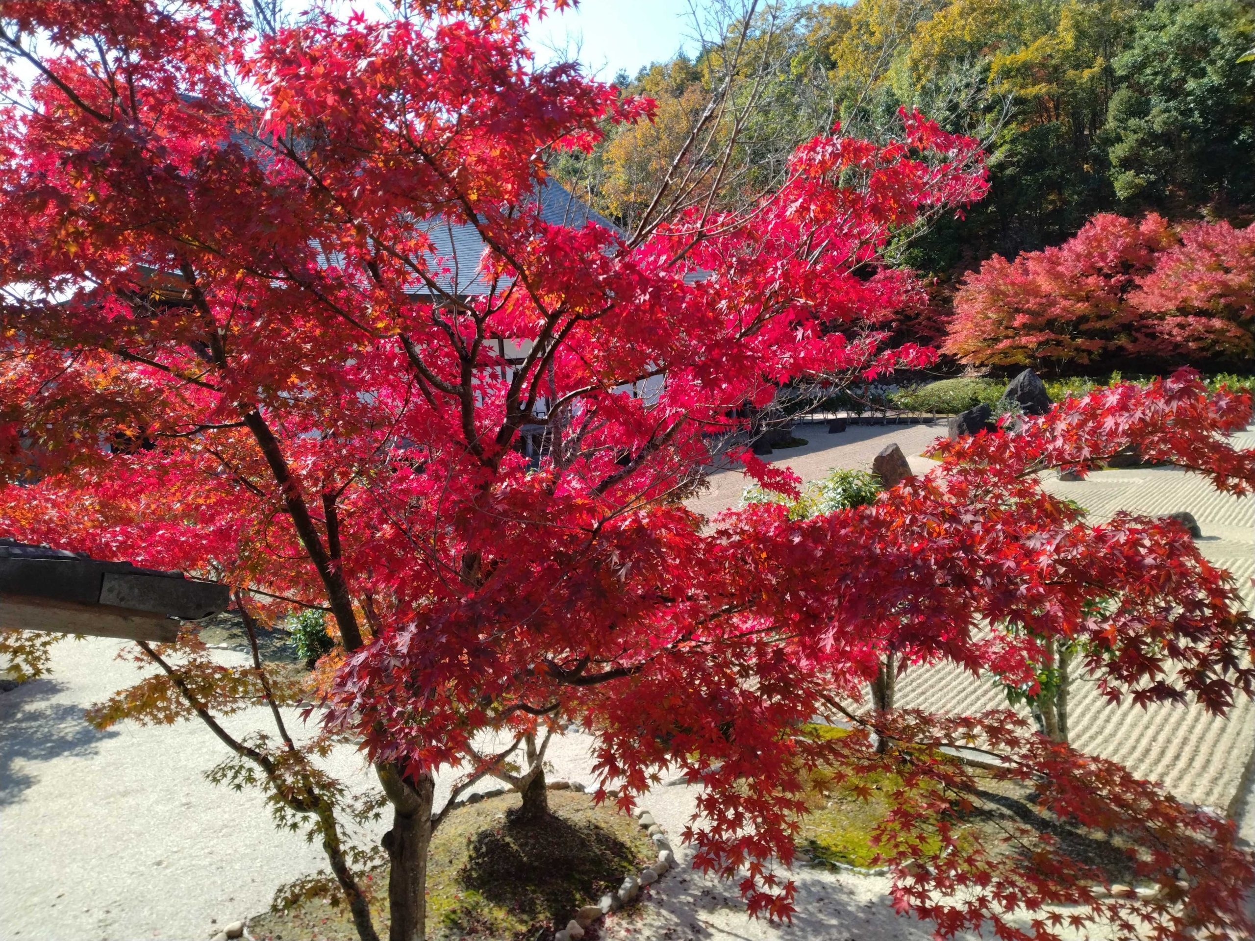 11月1日光信寺 (1)