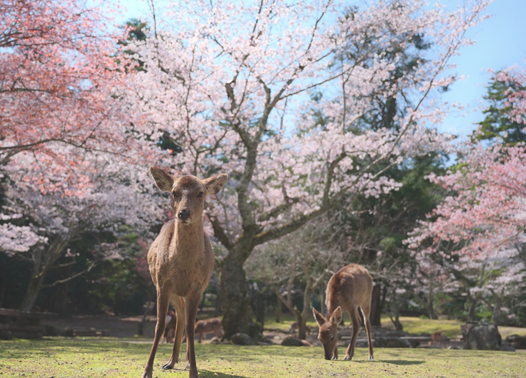 pixta_81957428_M リサイズ