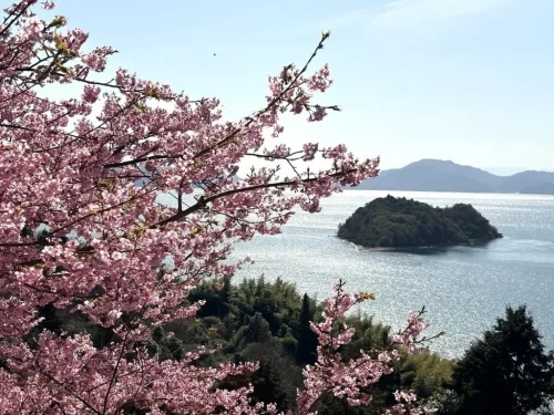 瀬戸内の桜