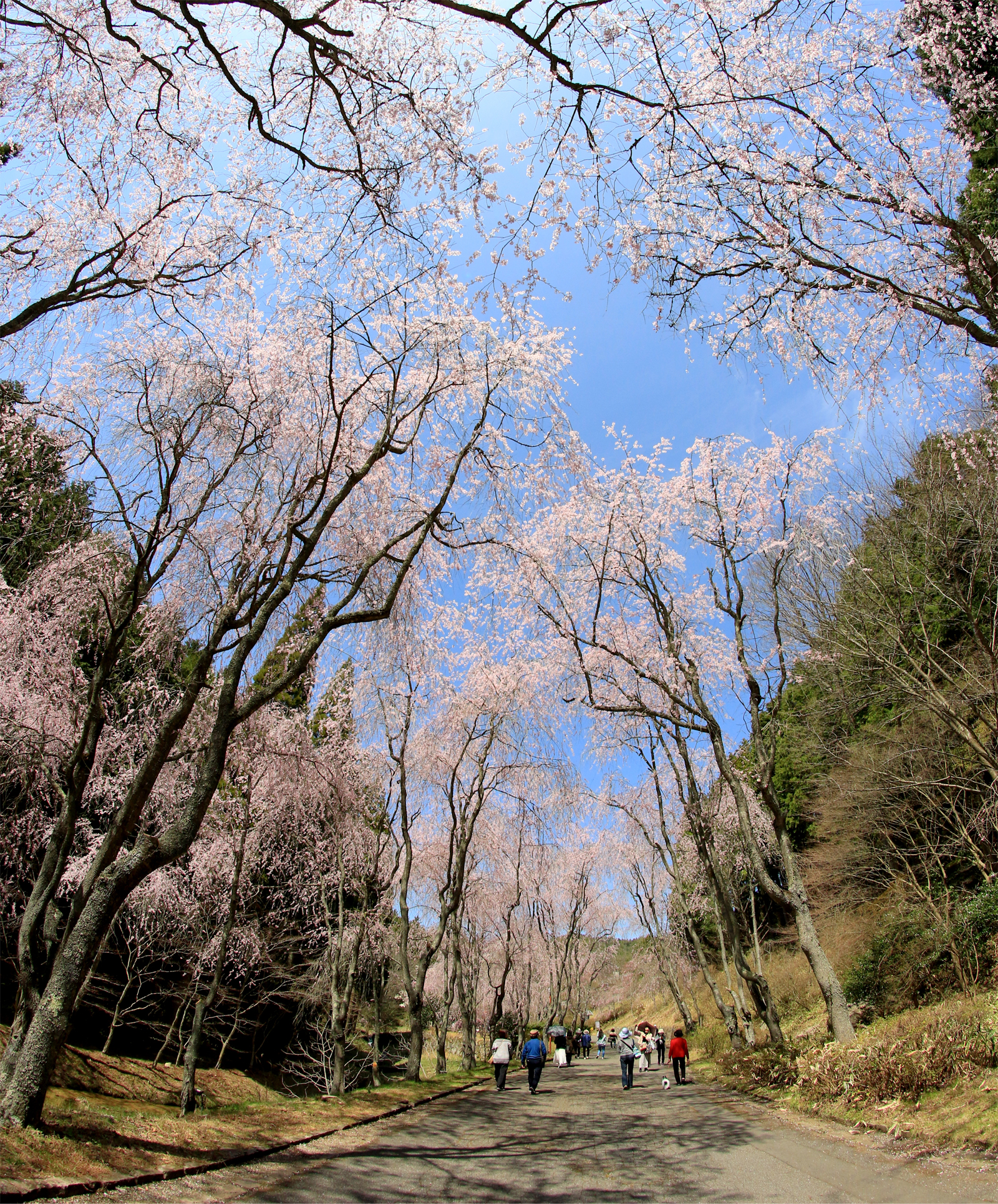 世羅甲山ふれあいの里 桜まつり | 【公式】広島の観光・旅行情報サイト
