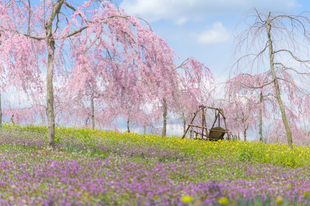 しだれ桜1