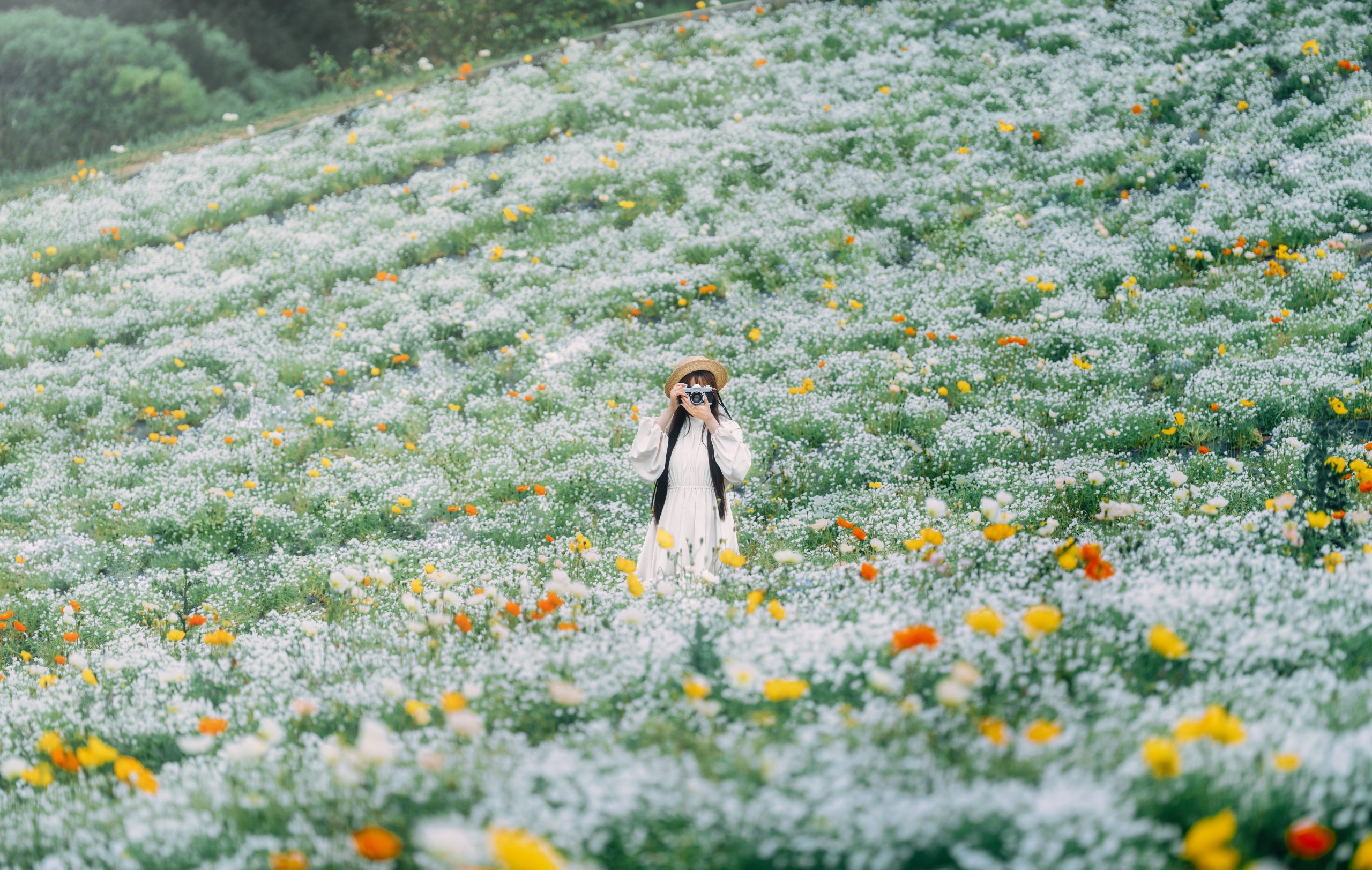 花の駅せら(ポピーと白ネモフィラ)