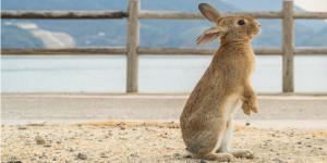 うさぎ 大久野島の楽しみ方 うさぎさん編 | 瀬戸内うさぎ商店