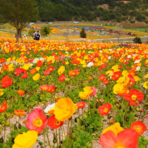 19366dc2c2ccb307d31282c1325fd7da-1-300x300