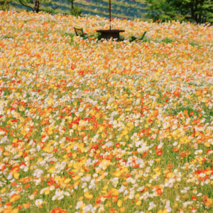 49caa1f11445772717c4d65a51bfd25a-300x300