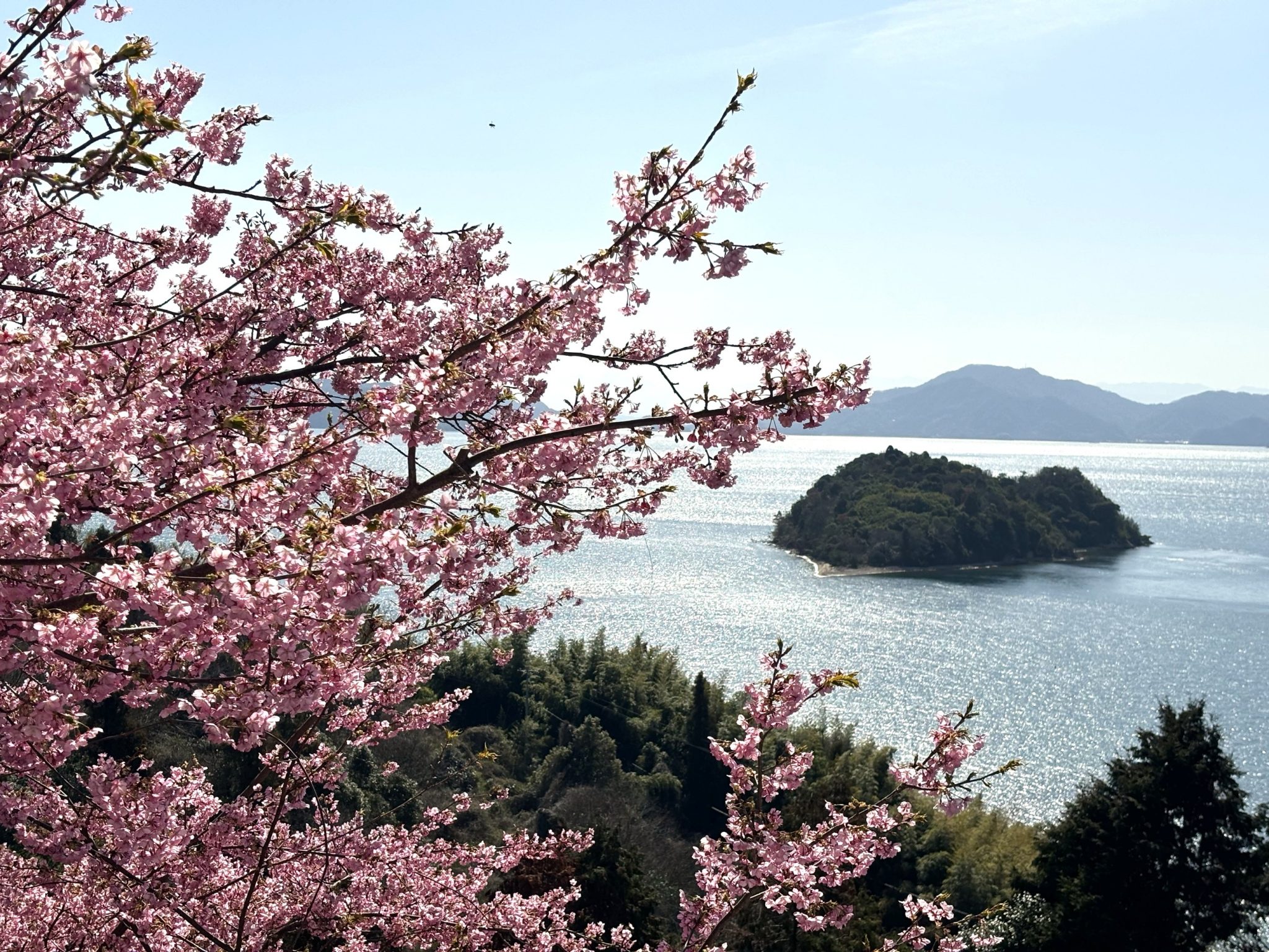 HIT編集部】瀬戸内の島々で桜を満喫！広島のおすすめ花見スポット