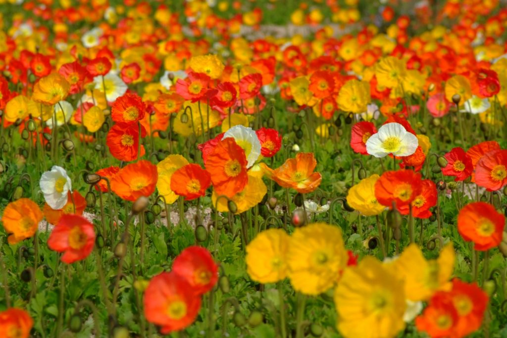 poppy10