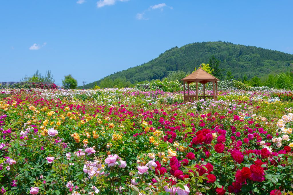 そらの花畑(初夏2)