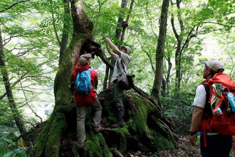 秋の自然体験_三段峡野外博物館ミュージアムツアー③_公式HP