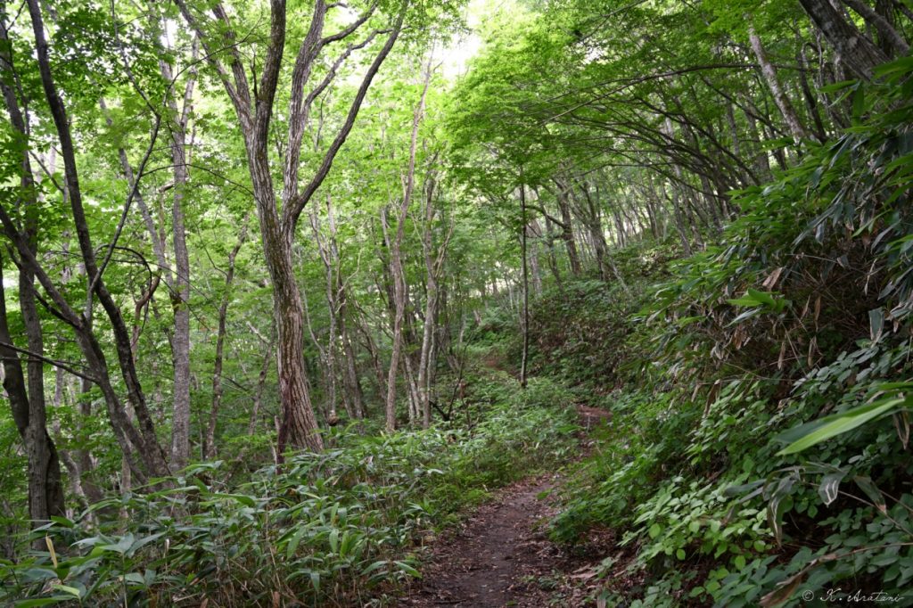 07-5登山道DZC_3876_00