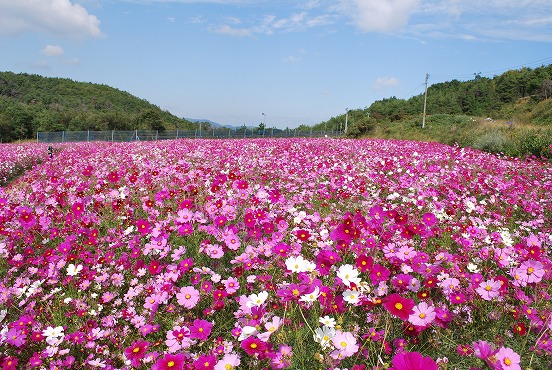 cosmos01