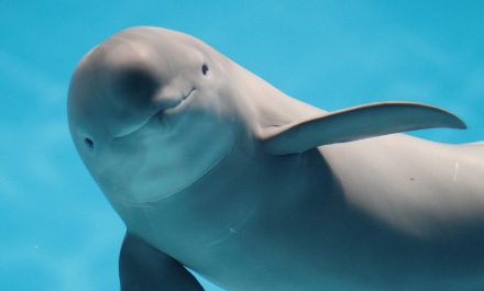 point10_finless-porpoise