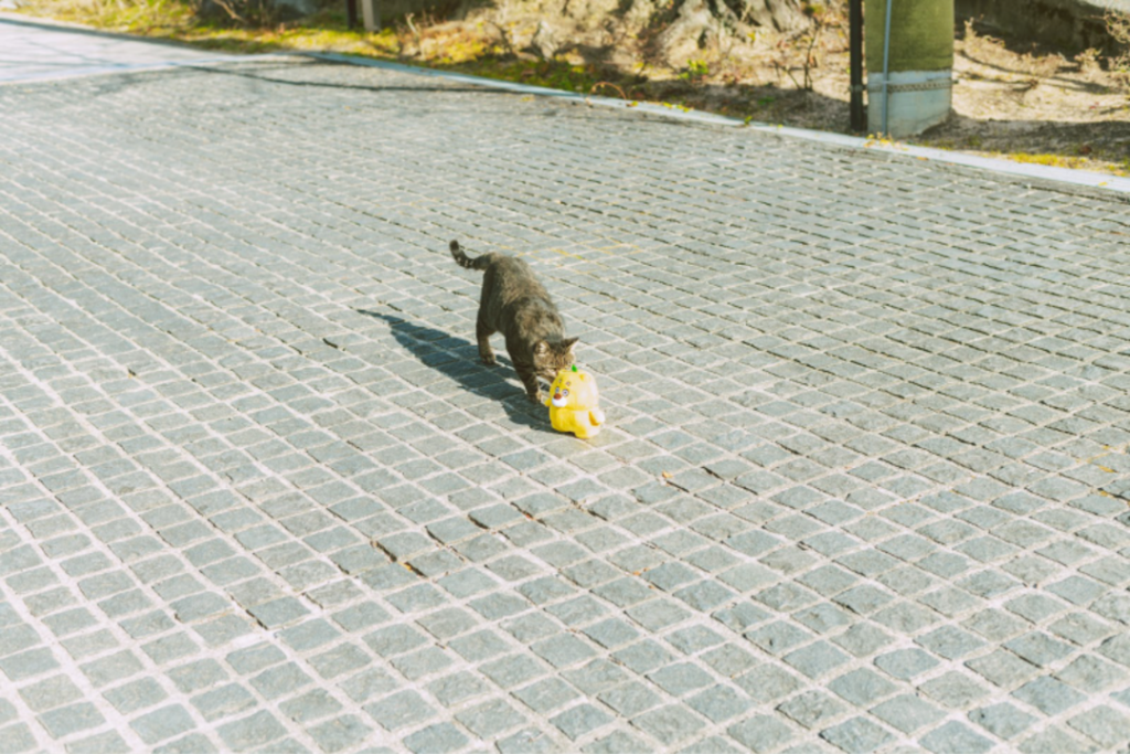 ひろくま旅_尾道_猫