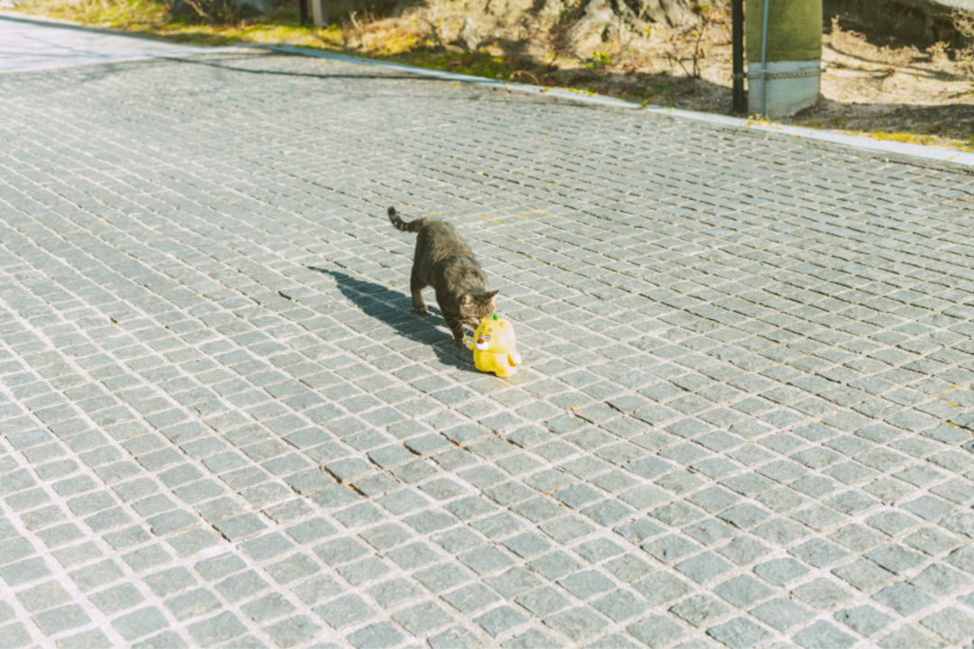 ひろくま旅_尾道_猫