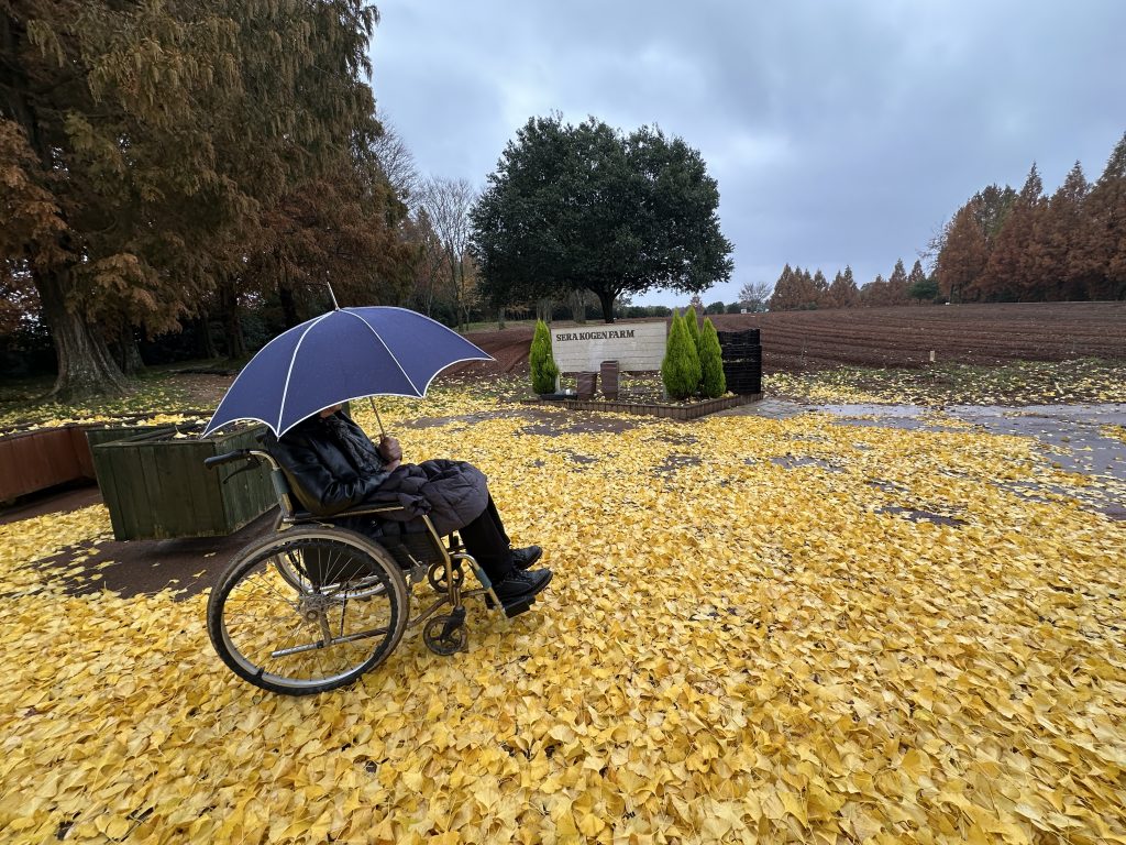 イチョウの絨毯（世羅高原農場）