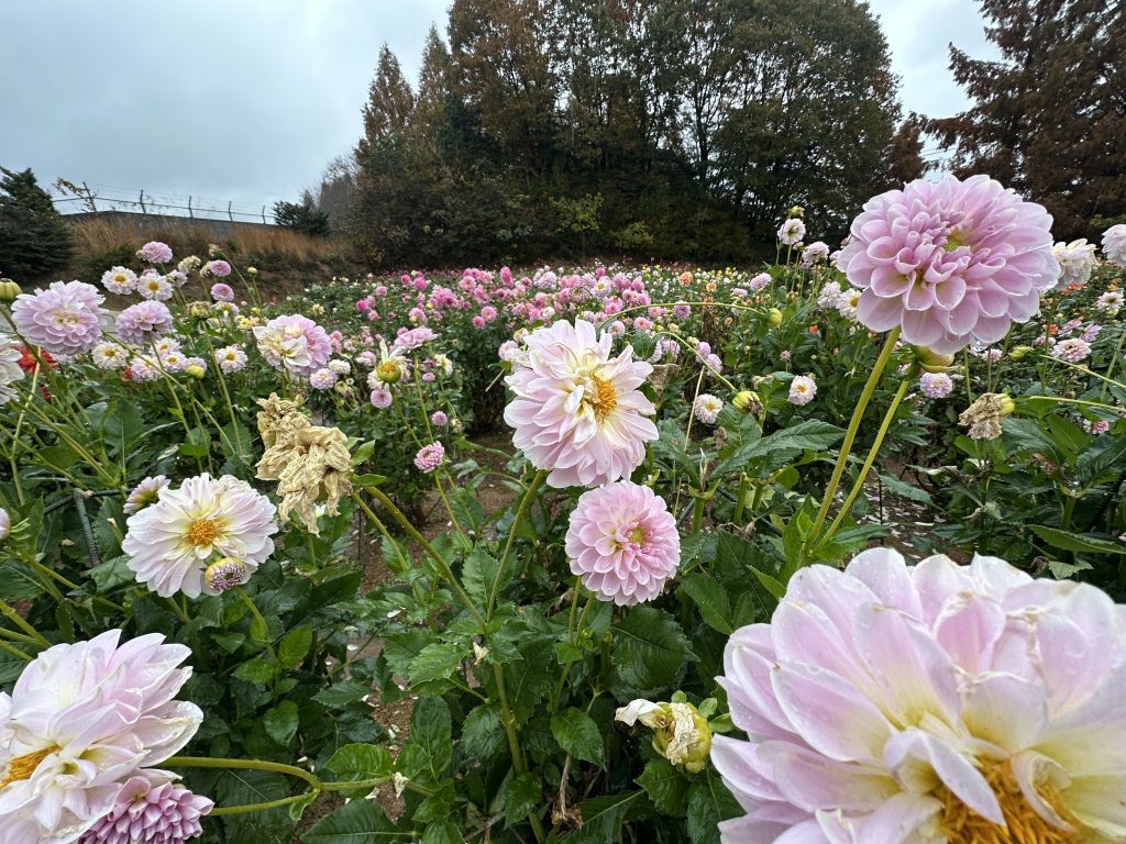 冬のダリア世羅高原農場