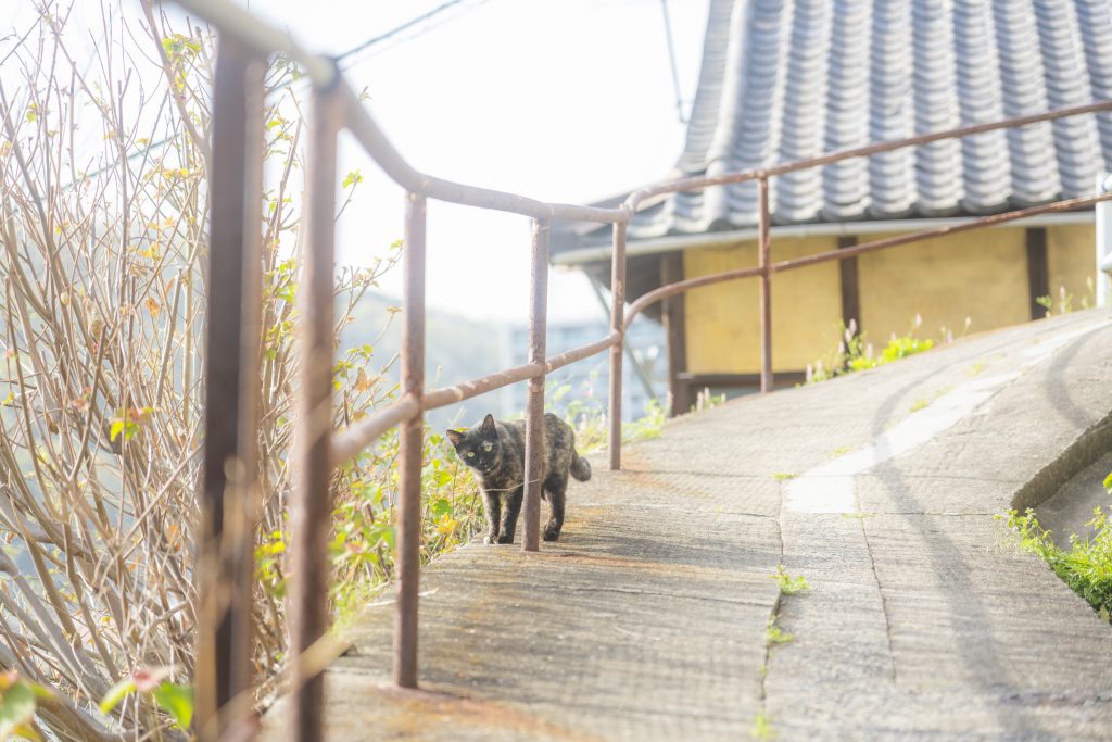 #尾道かわいい-猫