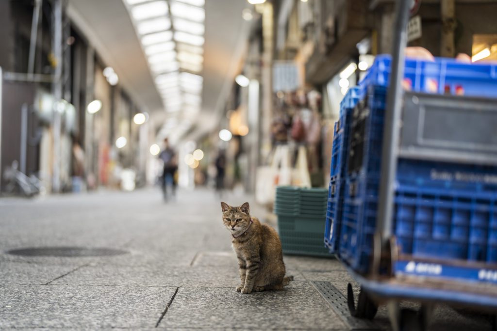 #尾道かわいい-猫2