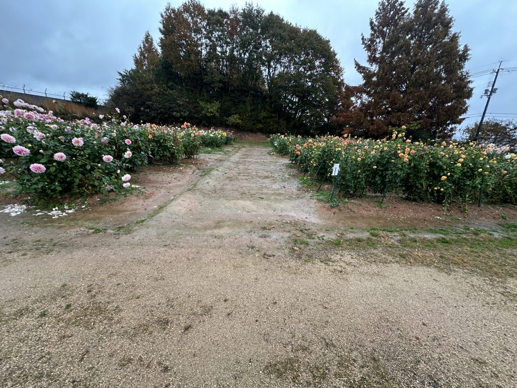 花壇の側道世羅高原農場