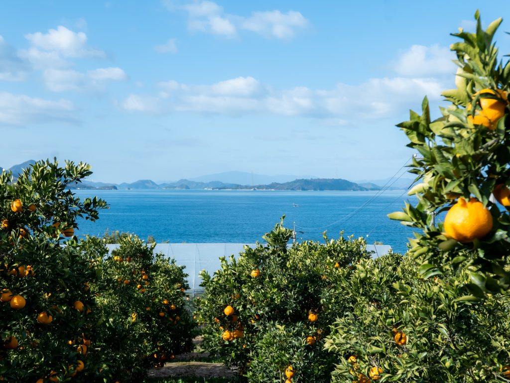 No6276_高根島の柑橘畑からの風景